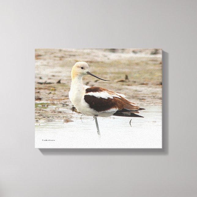 Stunning American Avocet Wading Bird at the Beach Canvas Print (Front)