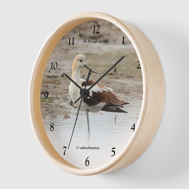 Stunning American Avocet Wading Bird at the Beach Clock (Angle)