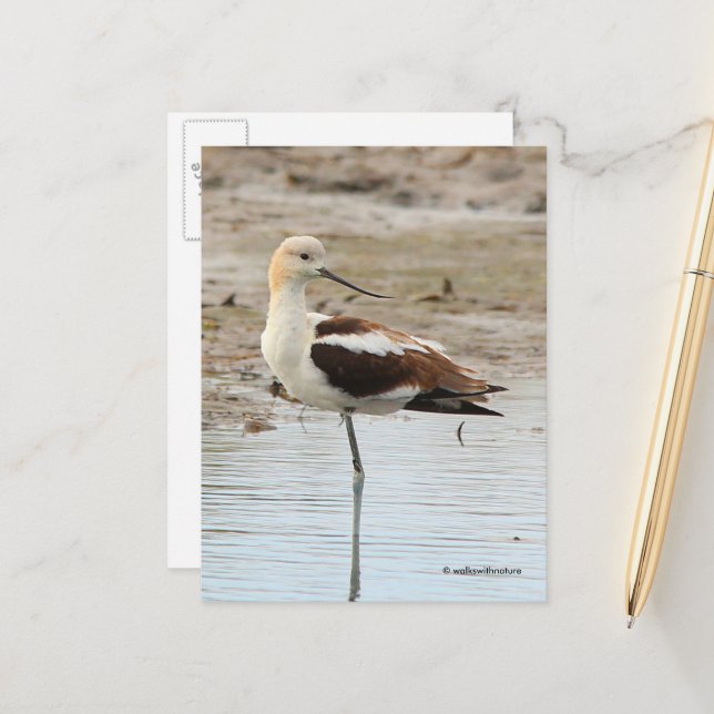 Stunning American Avocet Wading Bird at the Beach Postcard (Front/Back In Situ)