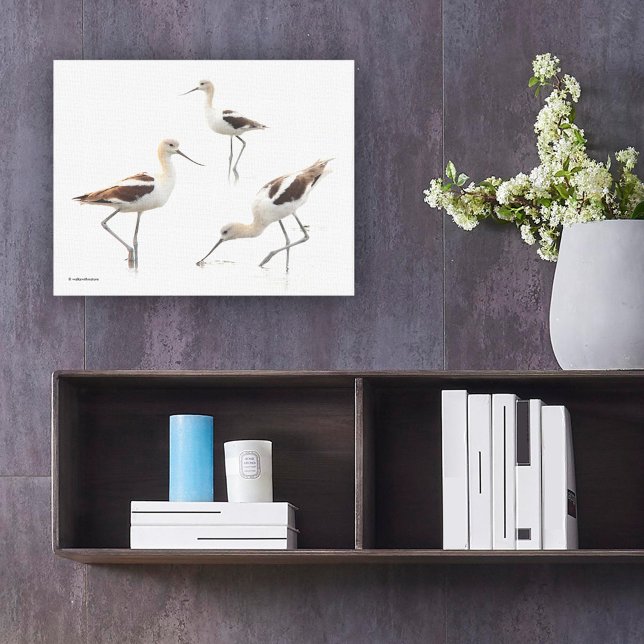 Stunning American Avocets Shorebirds on the Beach Canvas Print (Stunning American Avocet Shorebirds at the Beach Canvas Wrap Cover Photo.)