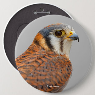 Stunning American Kestrel Sparrowhawk Falcon 6 Inch Round Button