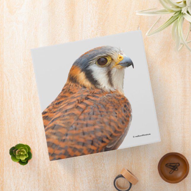 Stunning American Kestrel Sparrowhawk Falcon Binder (In Situ)