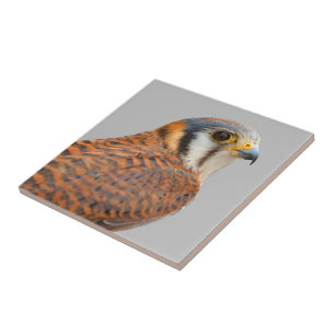 Stunning American Kestrel Sparrowhawk Falcon Tile