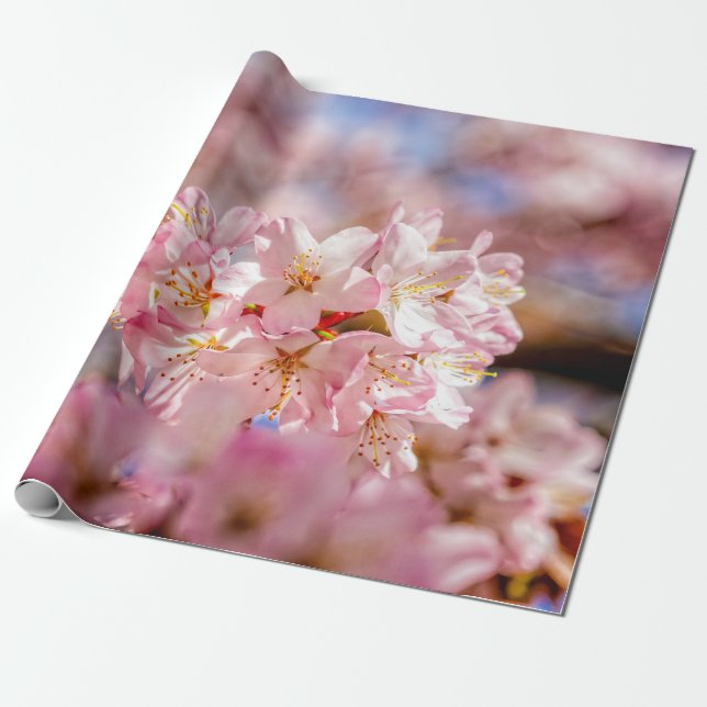 Stunning And Amazing Pink Sakura Flowers Wrapping Paper (Unrolled)