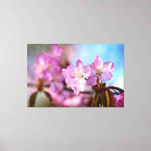 Stunning And Amazing Sakura Flowers In Springtime Canvas Print