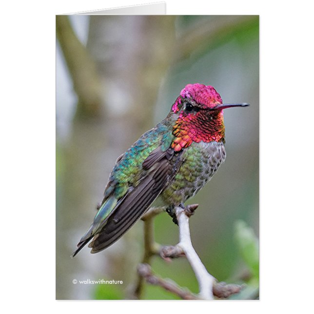 Stunning Anna's Hummingbird on Plum Tree Greeting (Front)