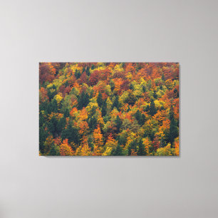 Stunning autumn forest canvas print