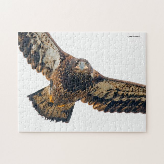 Stunning Bald Eagle Does a Flyover Jigsaw Puzzle (Horizontal)