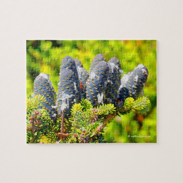 Stunning Big Blue Korean Fir Tree Cones Jigsaw Puzzle (Horizontal)
