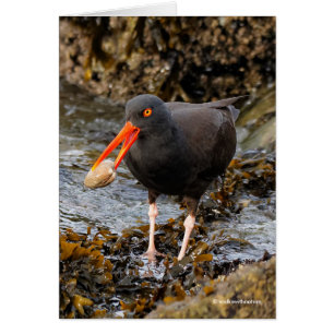 Stunning Black Oystercatcher Shorebird with Clam