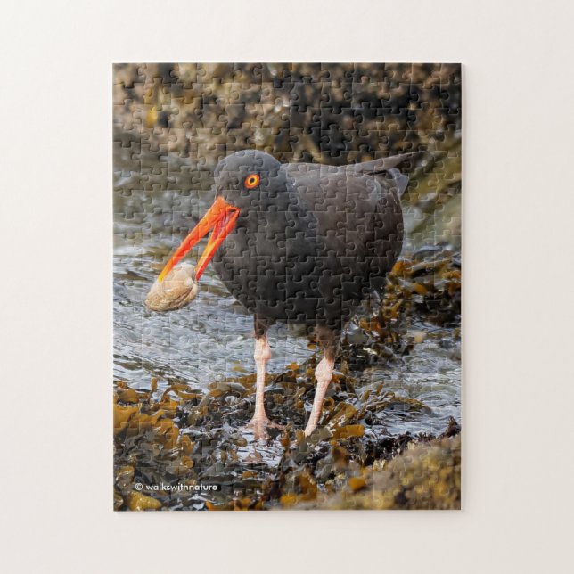 Stunning Black Oystercatcher Shorebird with Clam Jigsaw Puzzle (Vertical)