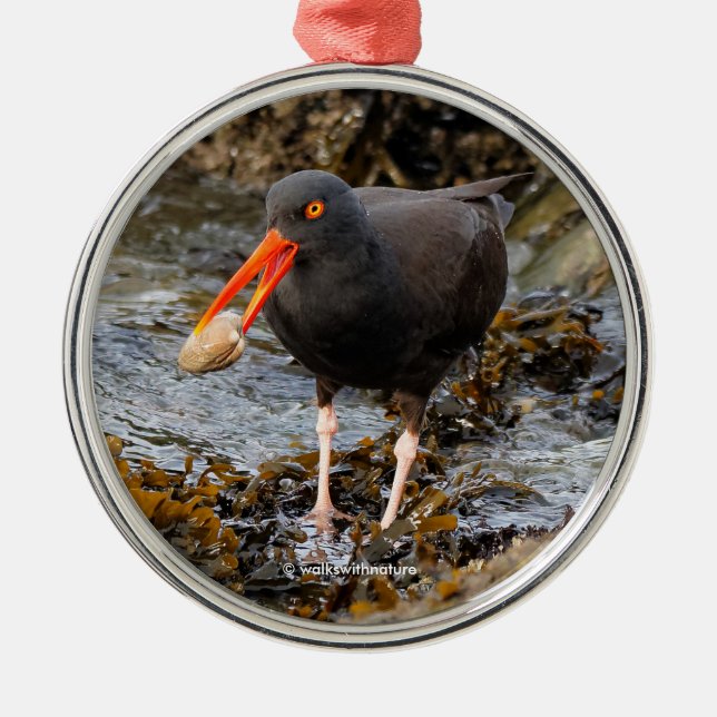 Stunning Black Oystercatcher Shorebird with Clam Metal Ornament (Front)