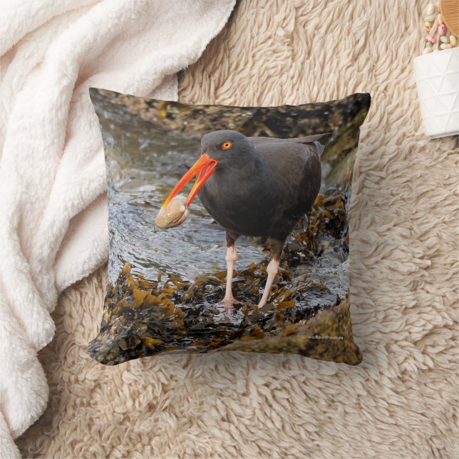 Stunning Black Oystercatcher Shorebird with Clam Throw Pillow (Blanket)