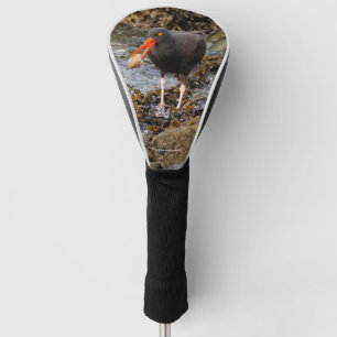 Stunning Black Oystercatcher with Clam Golf Head Cover