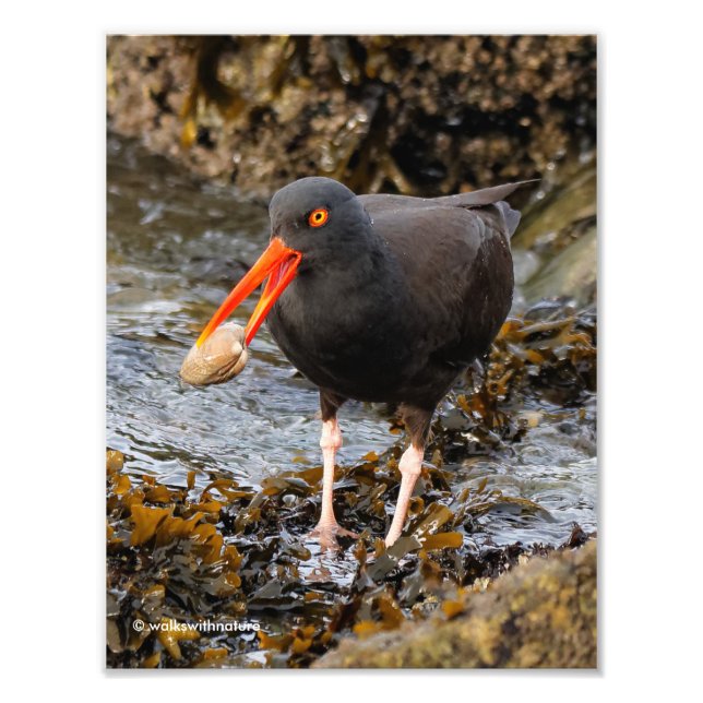 Stunning Black Oystercatcher with Clam Photo Print (Front)