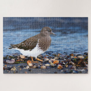 Stunning Black Turnstone on the Beach Jigsaw Puzzle