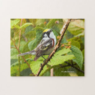 Stunning Chestnut-Sided Warbler Songbird on Branch Jigsaw Puzzle