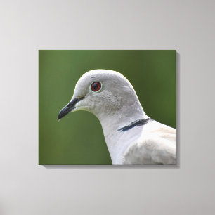 Stunning Collared Dove Canvas Print