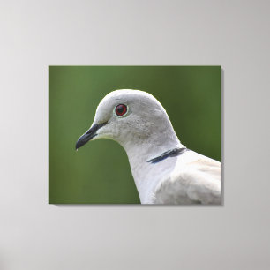 Stunning Collared Dove  Canvas Print