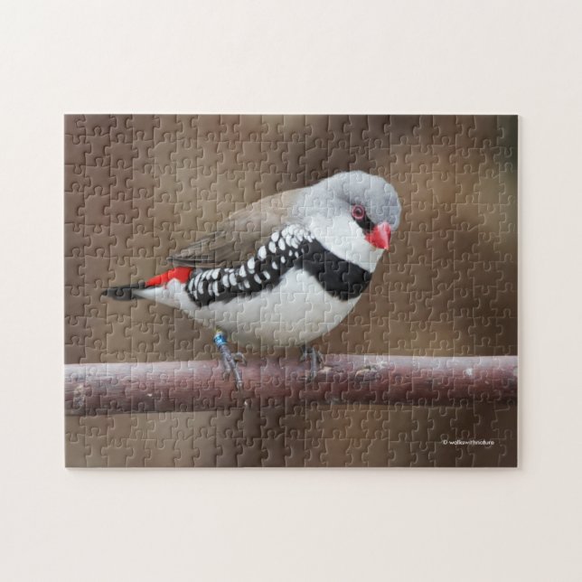 Stunning Diamond Firetail Finch Jigsaw Puzzle (Horizontal)