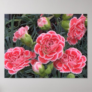Stunning Dianthus Poster