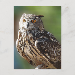 Stunning Eagle Owl with Orange Eyes Postcard