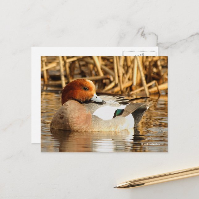 Stunning Eurasian Wigeon Duck at Pond Postcard (Front/Back In Situ)