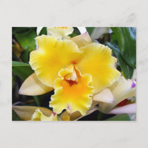 Stunning Exotic Orchid Postcard