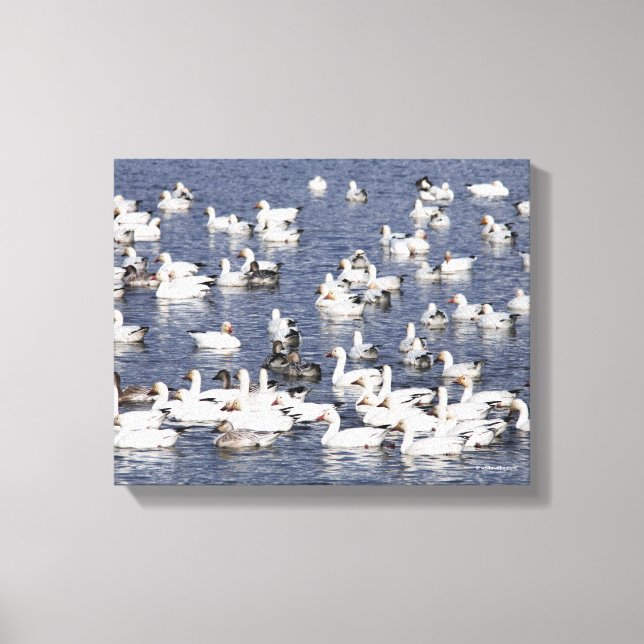 Stunning Flock of Snow Geese at the Beach Canvas Print (Front)