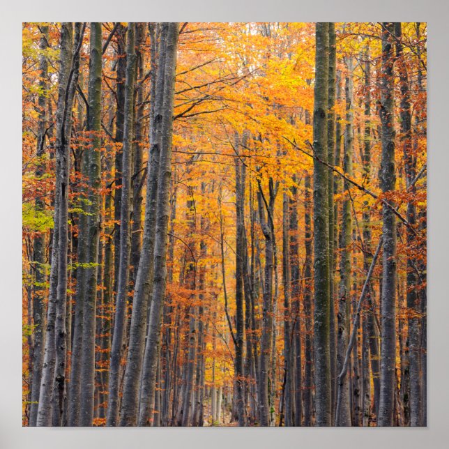 Stunning gold autumn forest poster (Front)