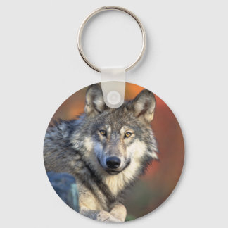 Stunning grey wolf keychain