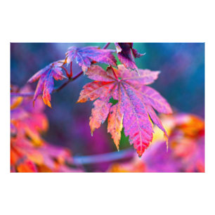Stunning Japanese Maple leaves Photo Print