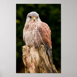 Stunning kestrel sat on a tree stump poster