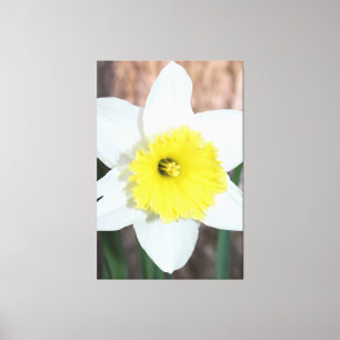 Stunning Large Daffodil Canvas Print