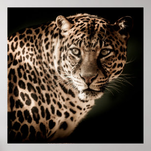 Stunning leopard on black background poster