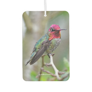 Stunning Male Anna's Hummingbird in Plum Tree Air Freshener
