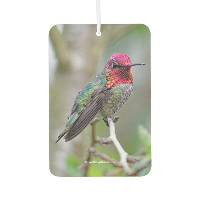 Stunning Male Anna's Hummingbird in Plum Tree Air Freshener (Front)