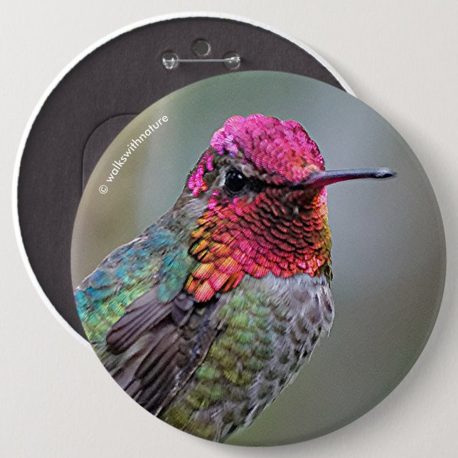 Stunning Male Anna's Hummingbird on the Plum Tree 6 Inch Round Button (Front & Back)