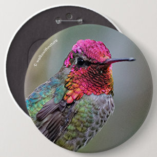 Stunning Male Anna's Hummingbird on the Plum Tree 6 Inch Round Button