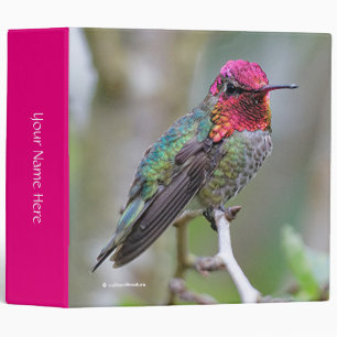 Stunning Male Anna's Hummingbird on the Plum Tree Binder