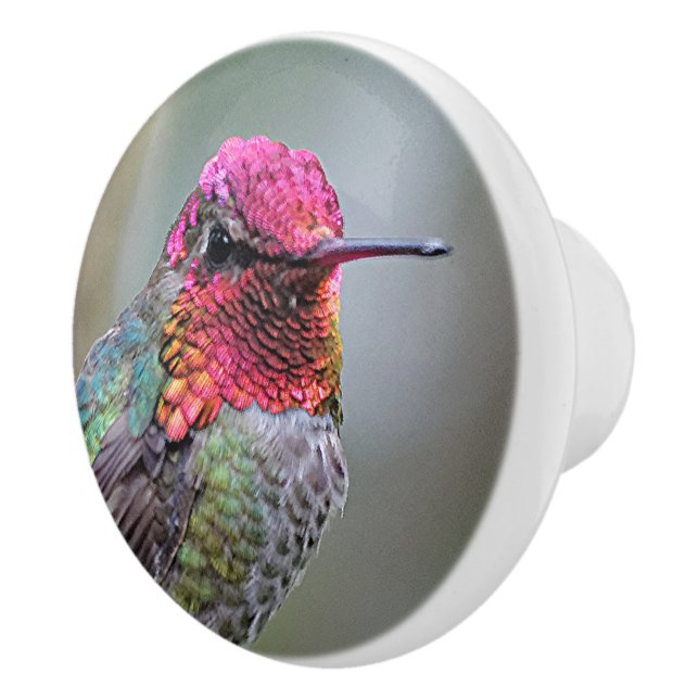 Stunning Male Anna's Hummingbird on the Plum Tree Ceramic Knob (Right)
