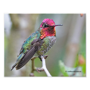 Stunning Male Anna's Hummingbird on the Plum Tree Photo Print
