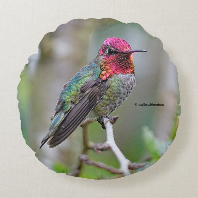 Stunning Male Anna's Hummingbird on the Plum Tree Round Pillow (Front)