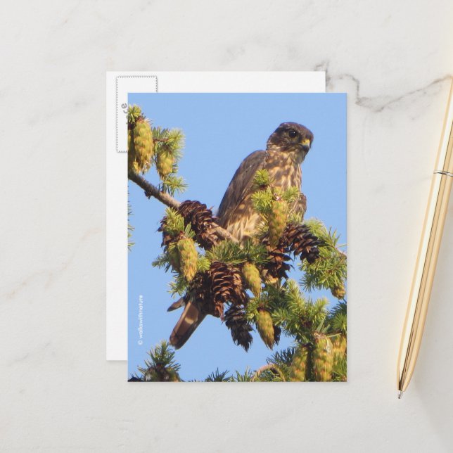 Stunning Merlin Falcon in the Pine Tree Postcard (Front/Back In Situ)
