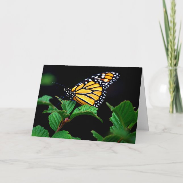 Stunning Monarch Butterfly in Shade Note Card (Front)