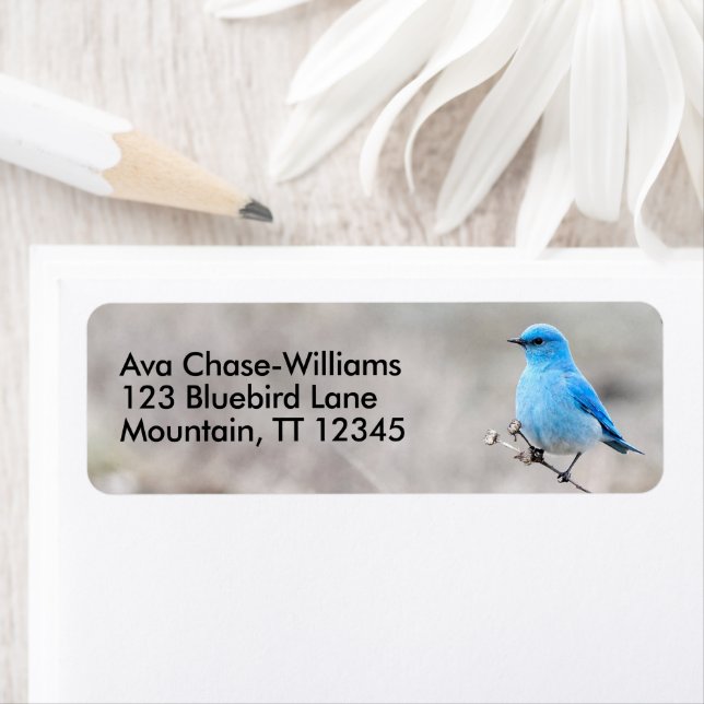 Stunning Mountain Bluebird Songbird on Tansy (Insitu)