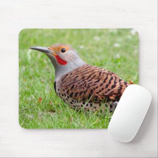 Stunning Northern Flicker Foraging in the Grass Mouse Pad