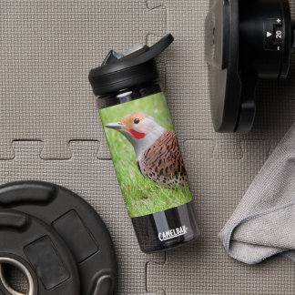 Stunning Northern Flicker Foraging in the Grass Water Bottle