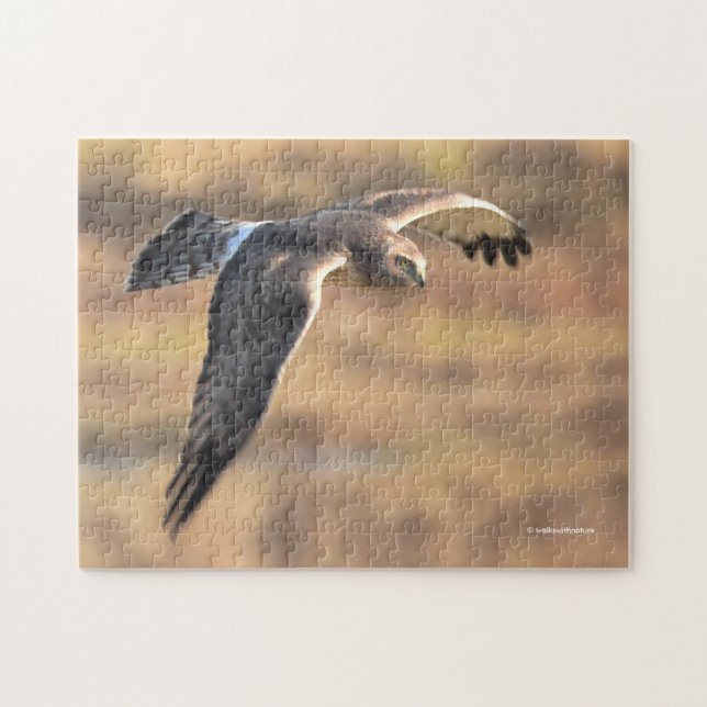 Stunning Northern Harrier on the Hunt in the Marsh Jigsaw Puzzle (Horizontal)