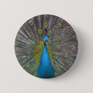 Stunning Peacock 2 Inch Round Button